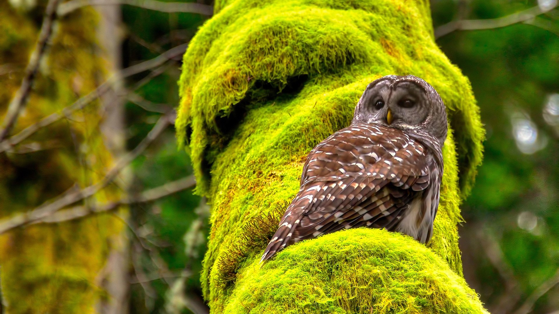 绿军防线被凿穿!西亚卡姆47+12,上演史诗级个人对抗体系之战