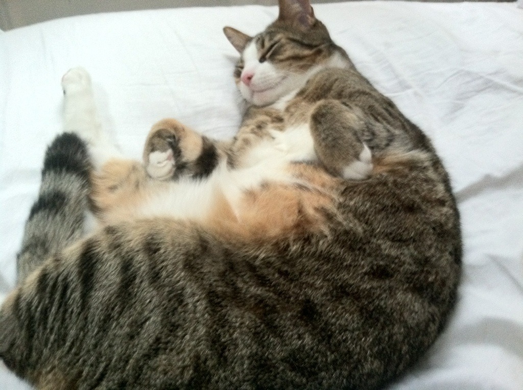 零点八秒的救赎—布鲁诺用肩扛起一座城市的梦