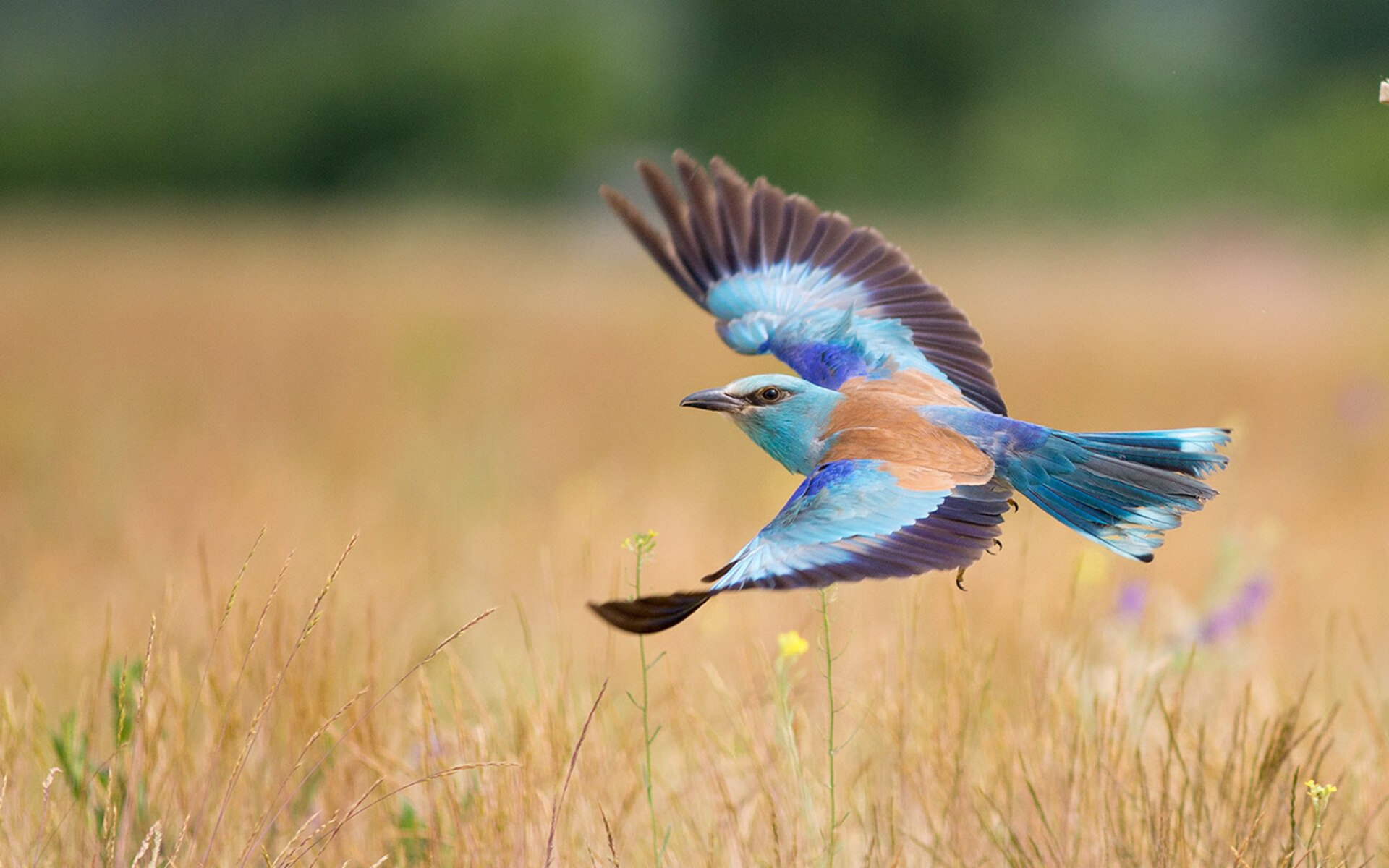 绿茵场的一瞬，文化流的三拍