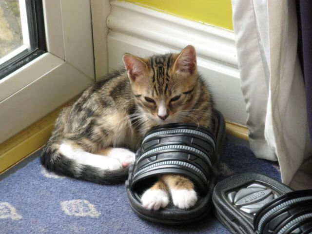 东方智慧驯服西方速度！浙江队靠节奏掌控黄蜂，伦纳德末节封神定胜局