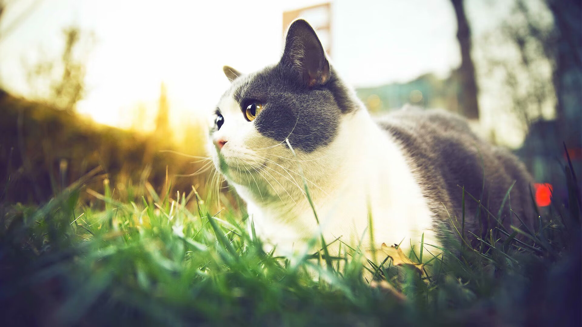 虚拟边界·真实汗水，一场跨越次元的篮球对话—记元宇宙NBA美加之战