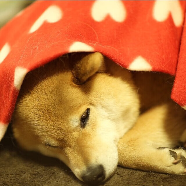 阿拉巴，从诺坎普迷雾到2026王座—一则关于时间岔路的预言