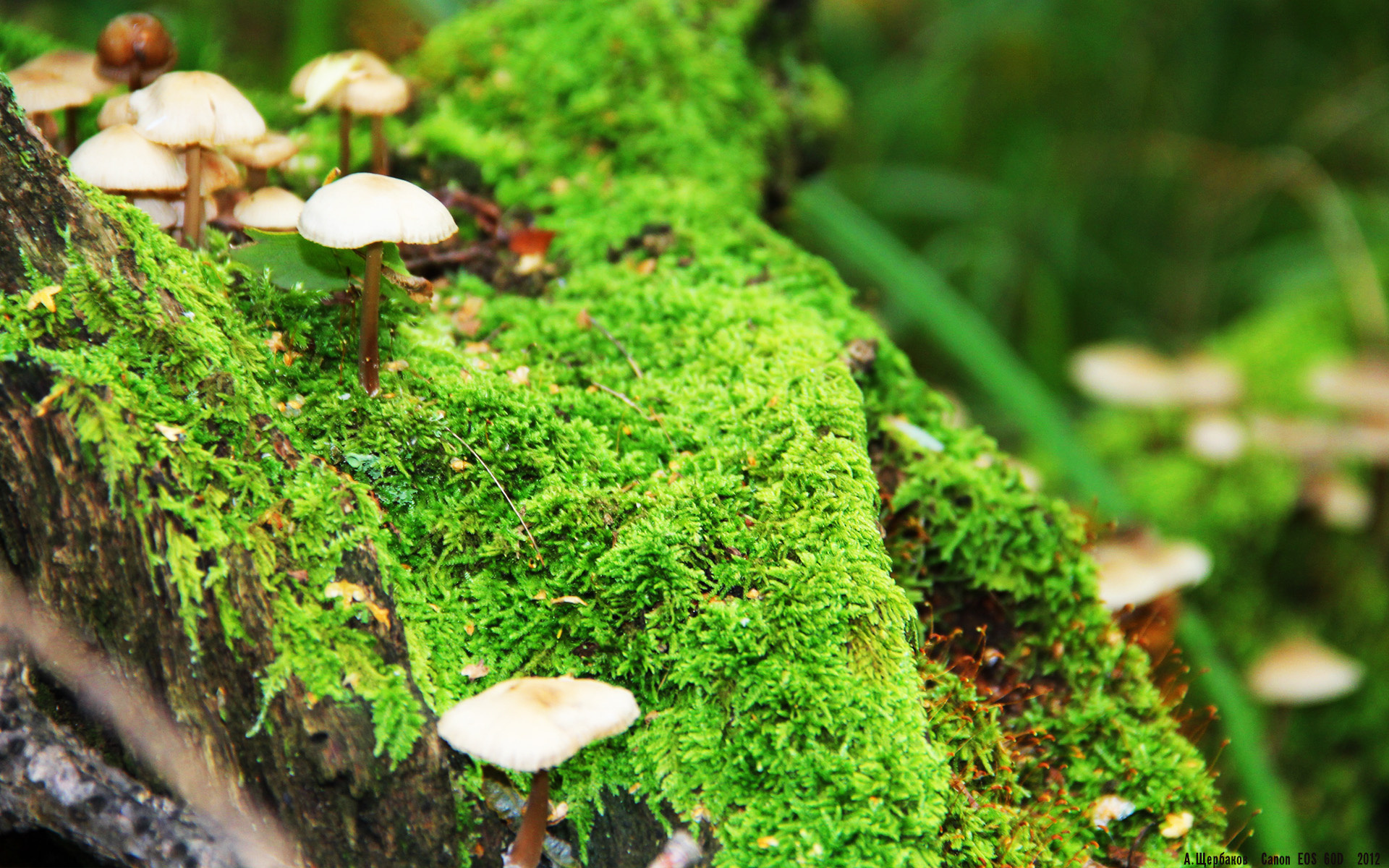 一剑封喉！季前赛巅峰对决，班凯罗极限后撤步终结上海队悬念