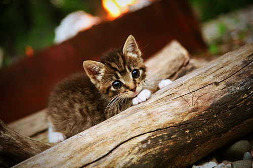 篮球奇观！吉林队单节打出47-10，创造CBA唯一击败NBA球队的纪录