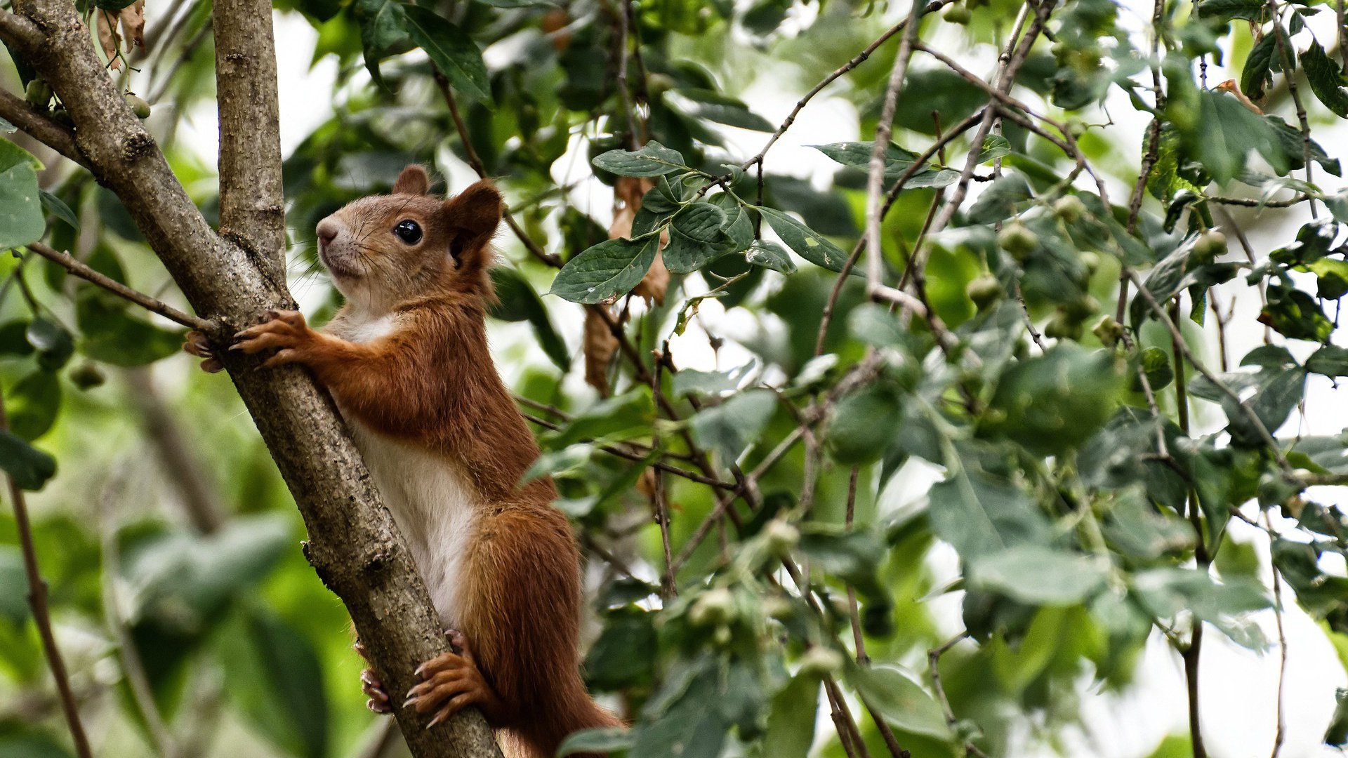 午夜三分雨，奥运周期关键战，哈登在命运哨响前撕碎质疑