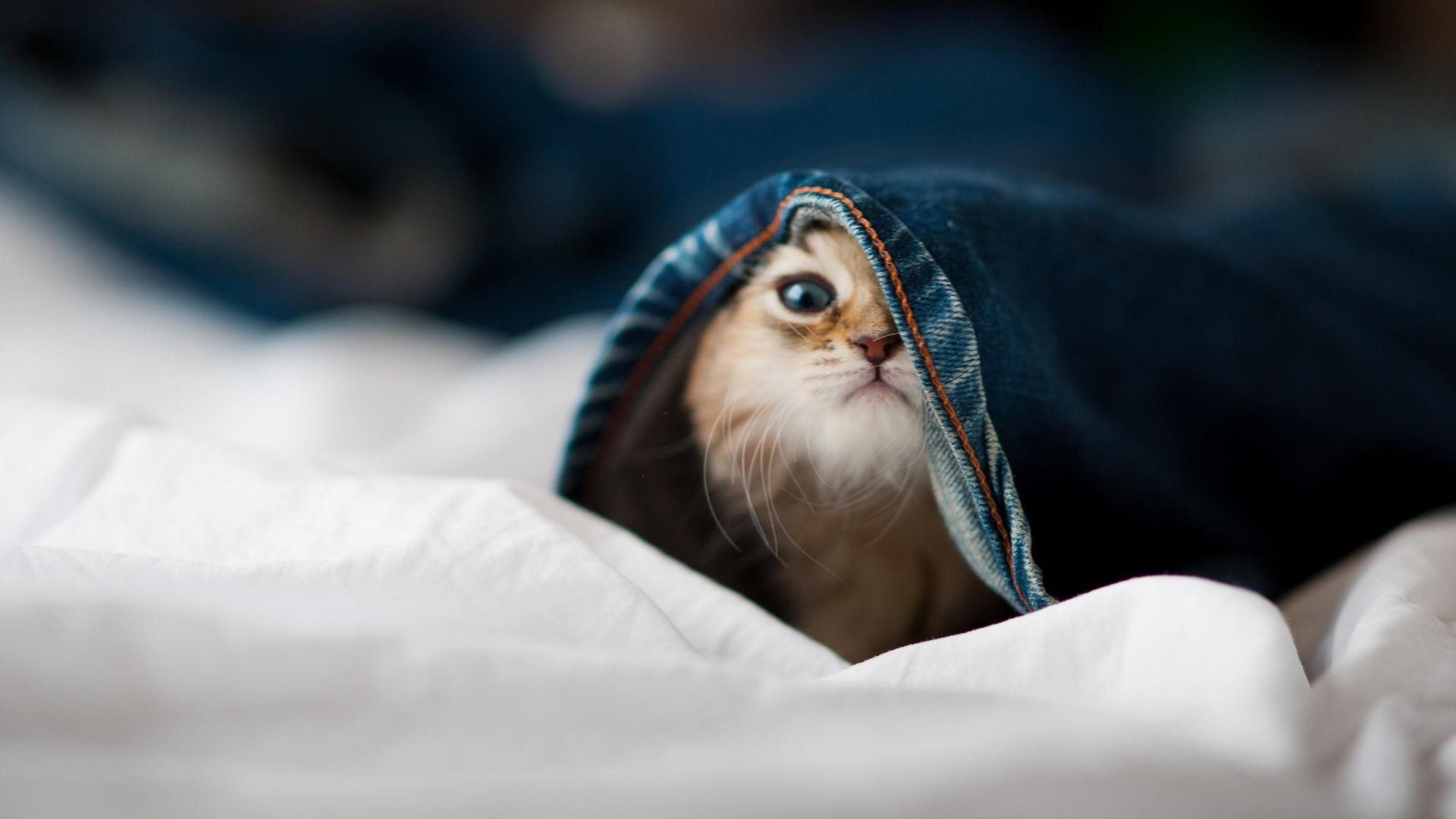 绿茵上的篮球剧本，当欧冠半决赛上演国王血拼篮网