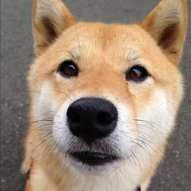 世界杯之神，当美加之夜成为保罗的奥林匹斯山