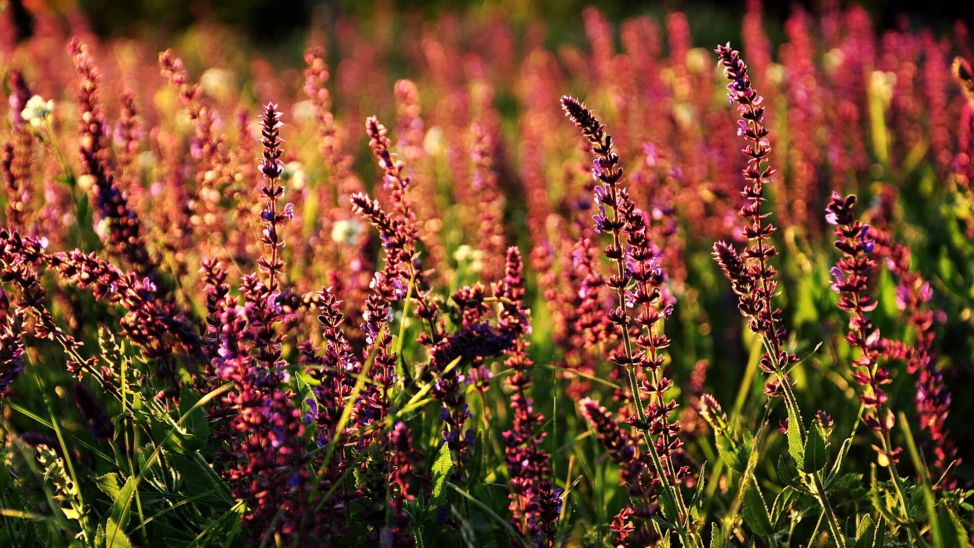 单骑破壁，托尼用一场不存在的比赛，定义了足球艺术中唯一的、绝对的我