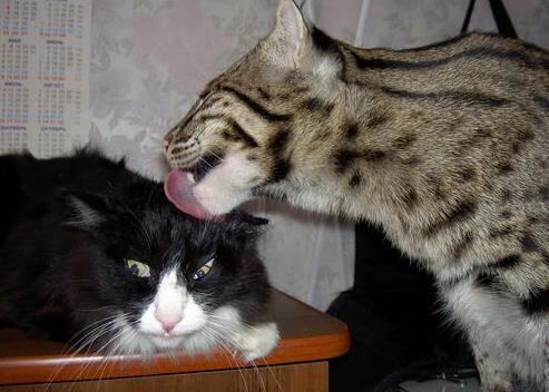 虚构赛制下的真实英雄，克莱·汤普森接管年度焦点之战，辽宁队强压森林狼