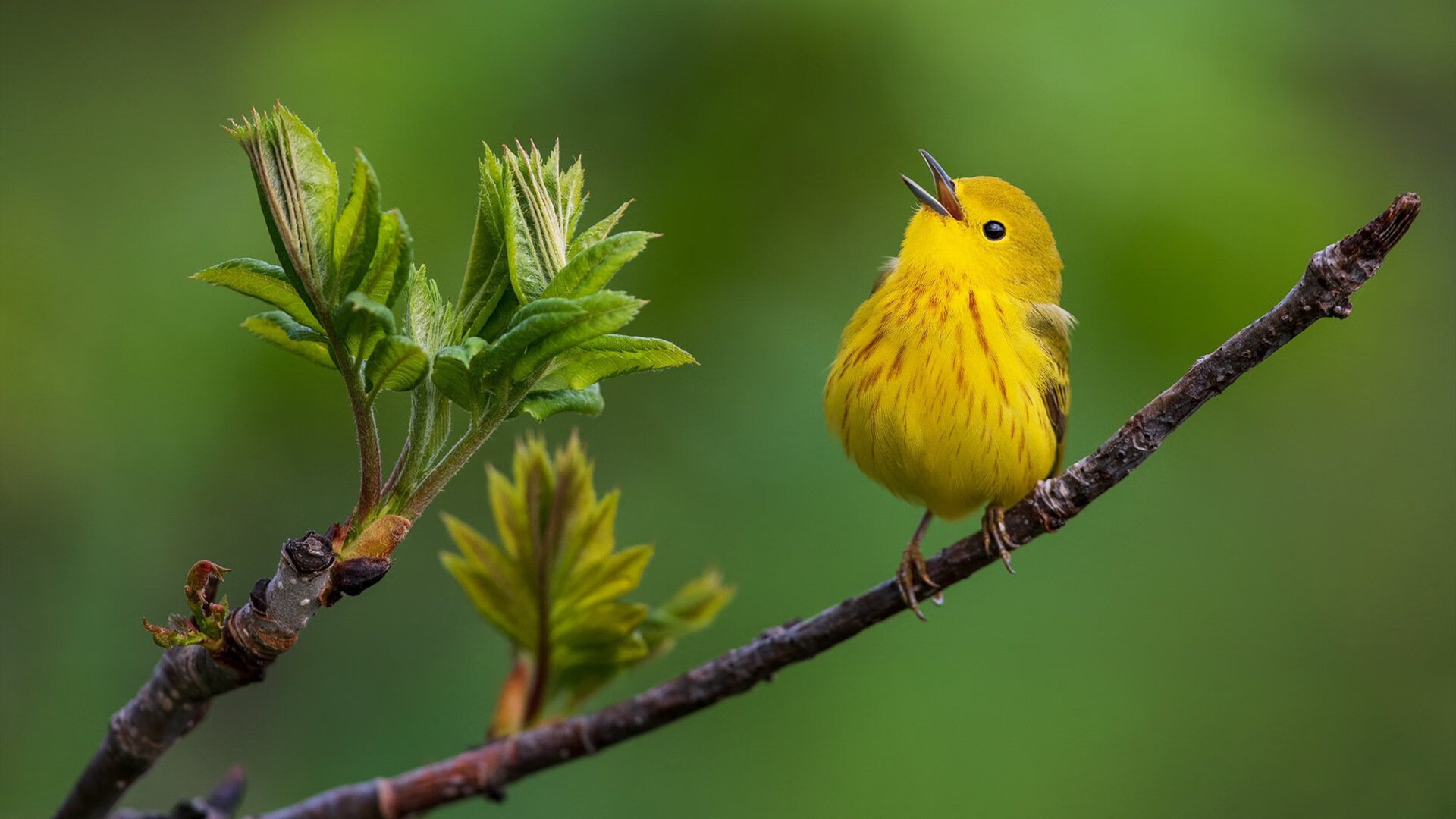开云体育APP下载-北境王子闪耀，德甲格局生变；奥地利冷风劲吹，意甲荣耀蒙尘