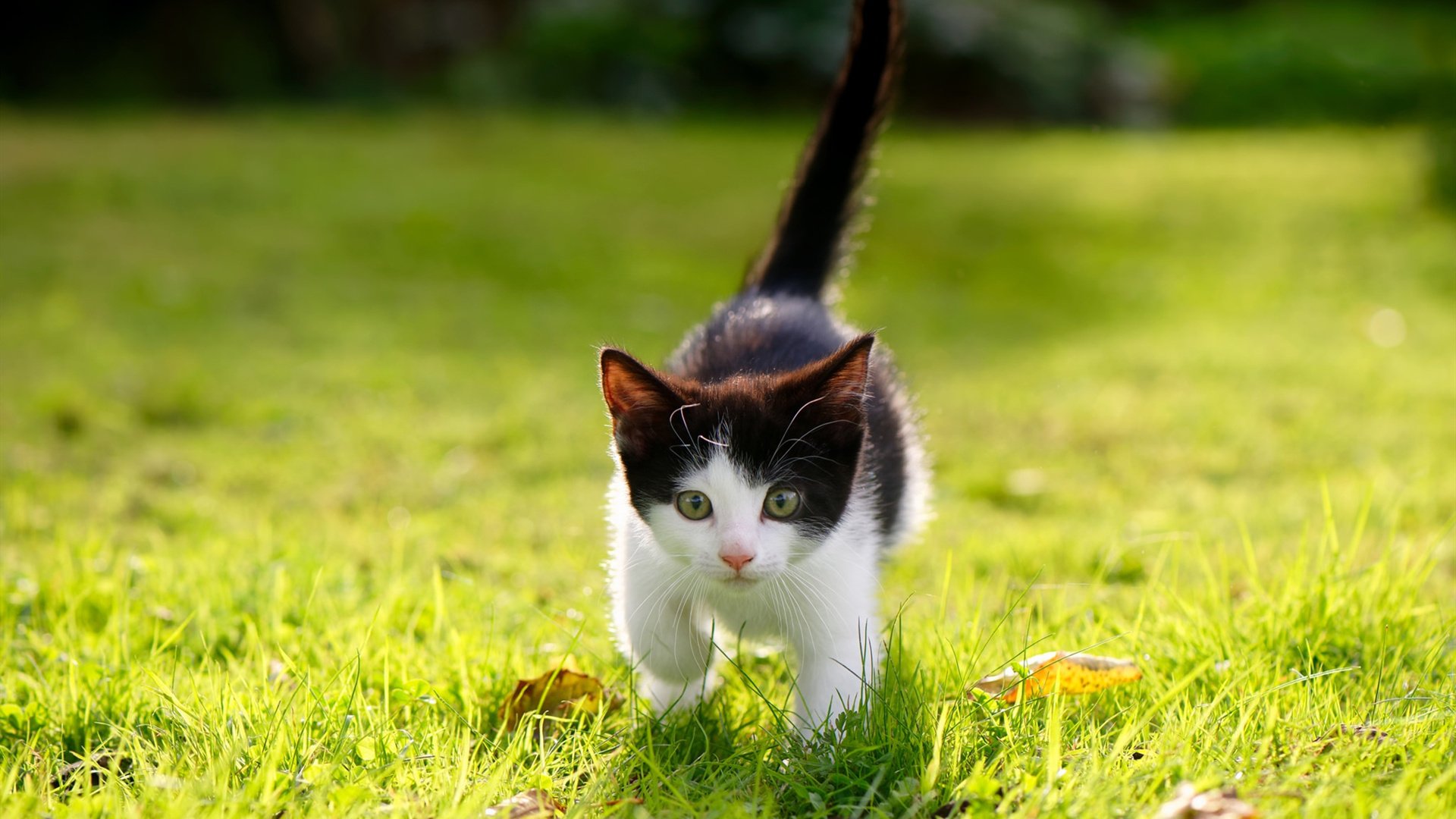 冰与火的对决，老妇人用欧冠最古老法则，给维京黑马上了一堂生存课