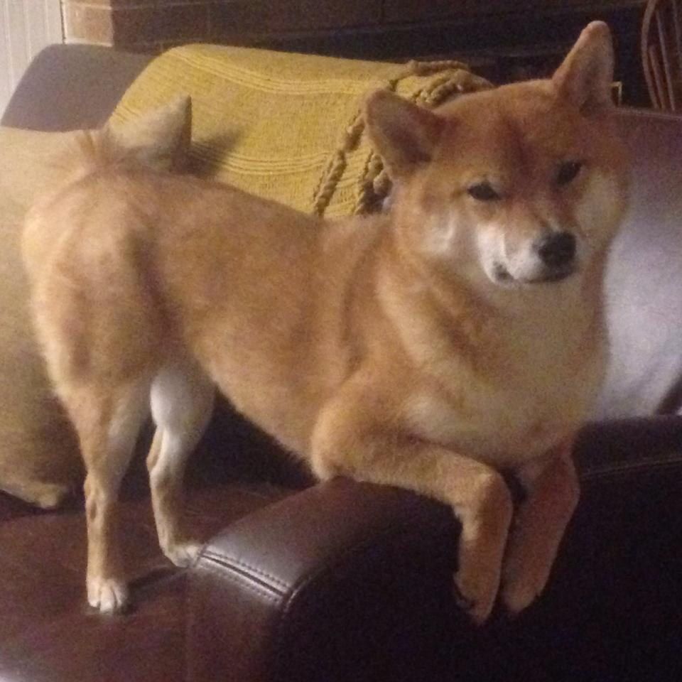 开云sport-北极星归位，当戈贝尔成为森林狼的隐形指挥家